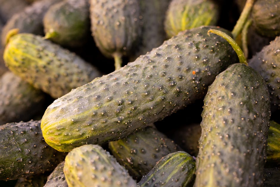 Close-up of fresh, organic cucumbers at harvest, showcasing their texture and vibrant green color.